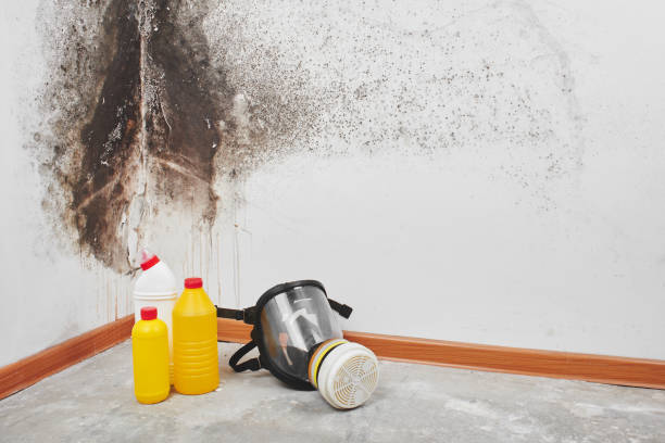 Best Toxic Mold Removal  in Shannon, GA