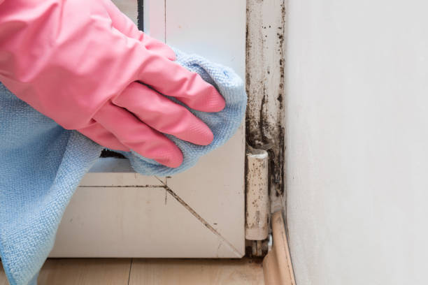 Best Mold Cleaning Services  in Shannon, GA