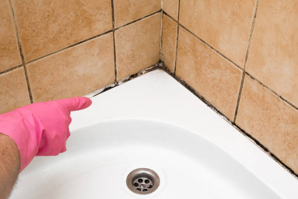 Home Mold Removal in Shannon, GA